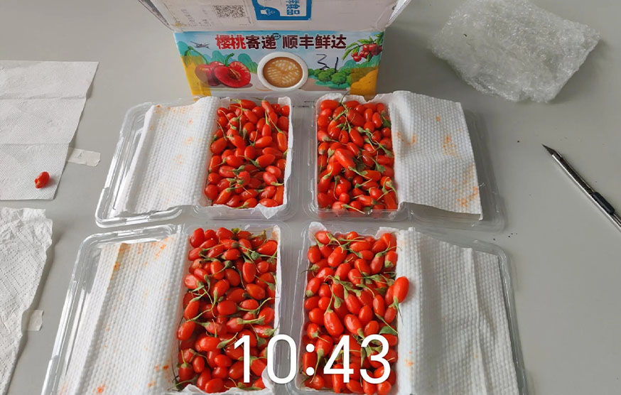 Xinjiang Jinghe County Wolfberry Experiment - 42 Hours Of Unpacking Effect Comparison