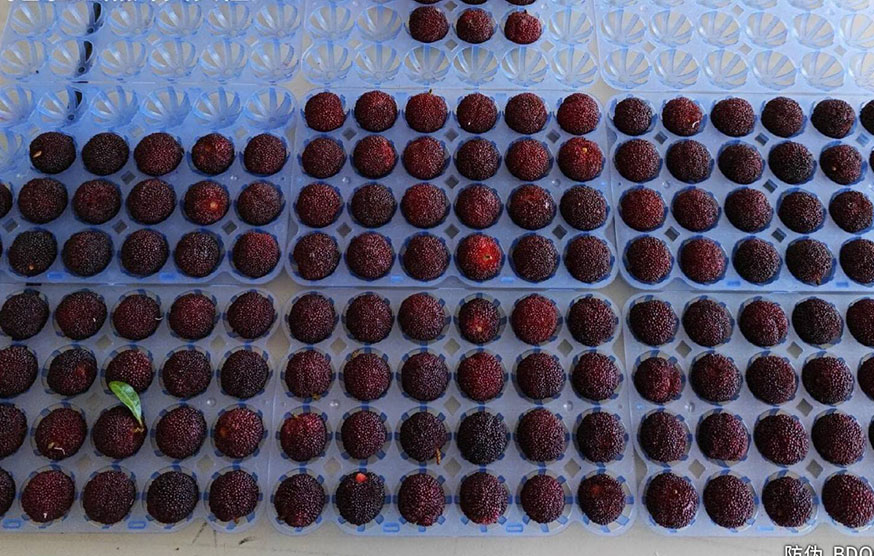 Experiment On Chinese Waxberry ~ 42-hour Unpacking Effect Comparison