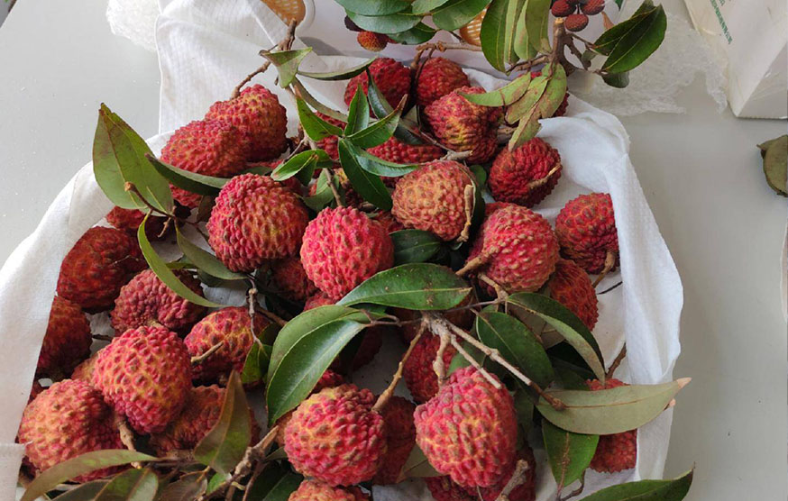 Volcano Lychee King Experiment - 42-hour Unboxing Effect