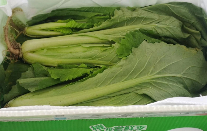 Chinese Cabbage Delivery Experiment --- 192 Hours Of Unpacking Results