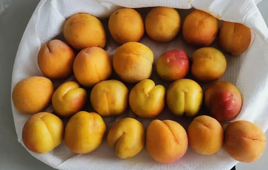 Xinjiang Kate Apricot + Mango Apricot Experiment - 72-hour Unboxing Effect